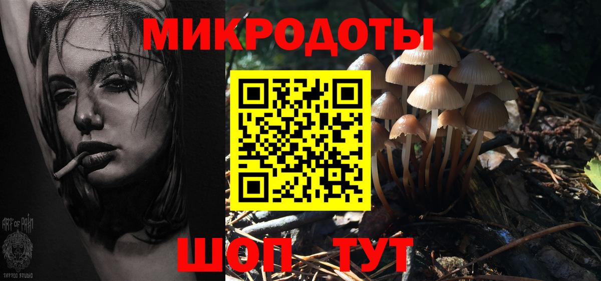 Псилоцибиновые грибы Psilocybe Курганинск